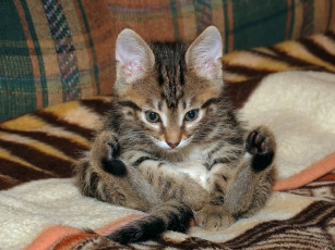 Картинка zaicev66 говорили что кот животные коты