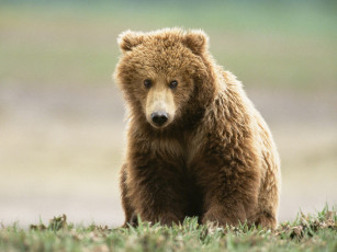 Картинка животные медведи