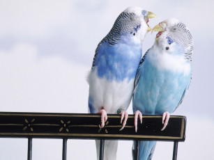 Картинка животные попугаи