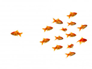 Картинка животные рыбы