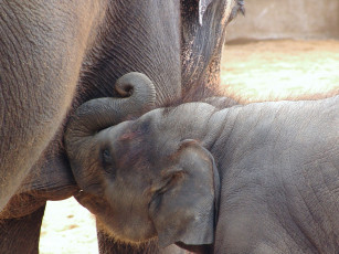 Картинка животные слоны