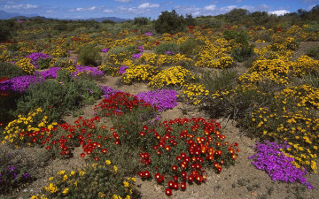 Картинка цветы аизовые