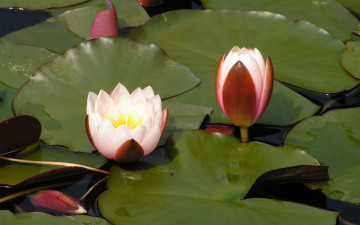 Картинка цветы лилии водяные нимфеи кувшинки