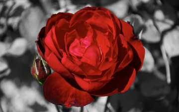 Картинка цветы розы