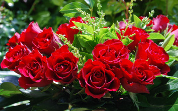 Картинка цветы розы