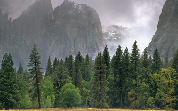 Картинка природа деревья