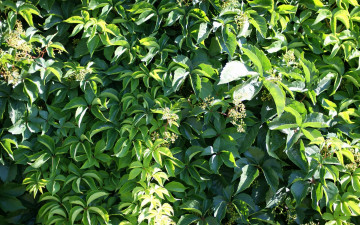 Картинка природа листья