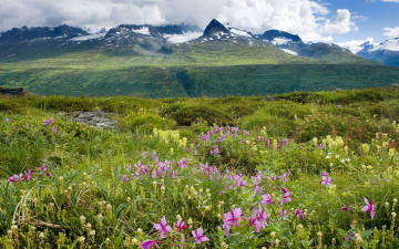 Картинка природа луга