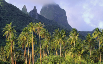 Картинка природа тропики