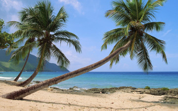 Картинка природа тропики