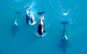 обоя животные, косатки