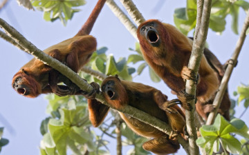 Картинка животные обезьяны