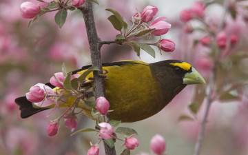 Картинка животные птицы