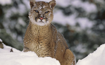 Картинка животные пумы