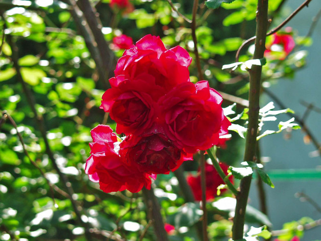 Обои картинки фото цветы, розы