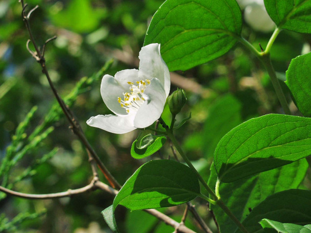 Обои картинки фото цветы, жасмин