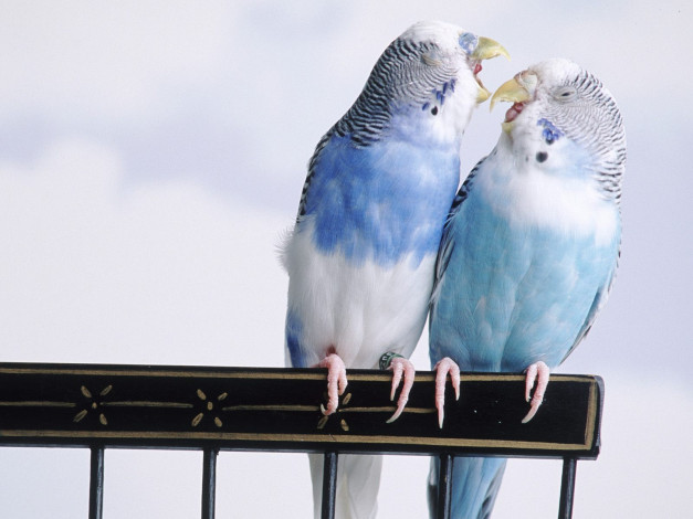 Обои картинки фото животные, попугаи
