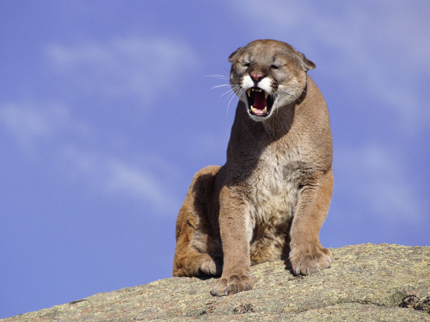 Обои картинки фото животные, пумы