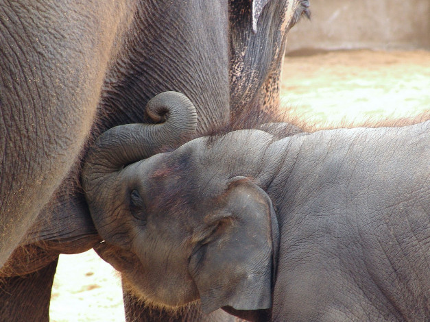 Обои картинки фото животные, слоны