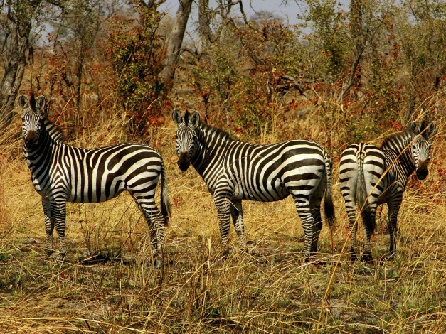 Обои картинки фото животные, зебры