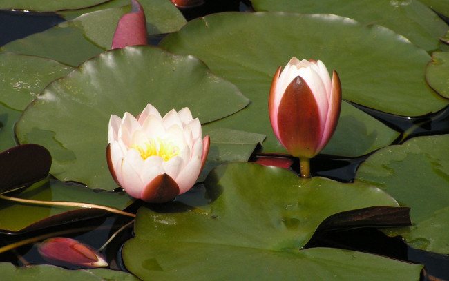 Обои картинки фото цветы, лилии, водяные, нимфеи, кувшинки