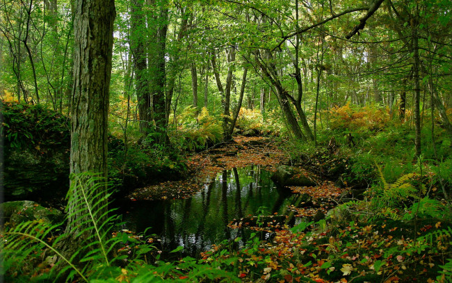 Обои картинки фото природа, лес