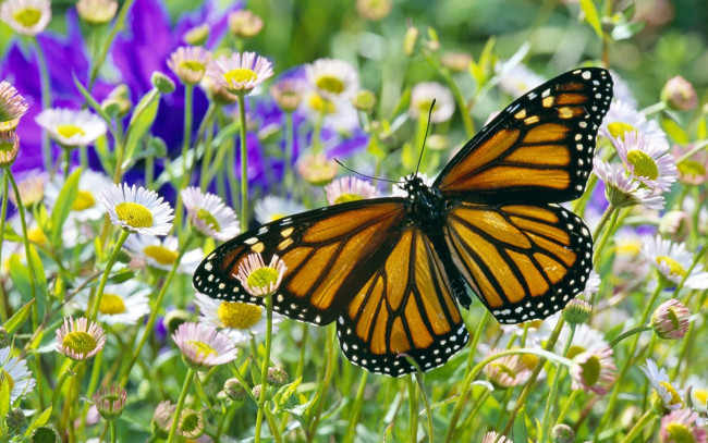 Обои картинки фото животные, бабочки