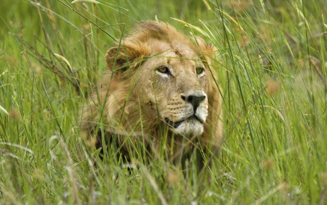 Обои картинки фото животные, львы