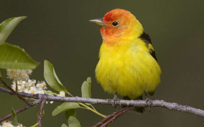 Обои картинки фото животные, птицы