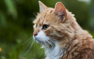 Картинка животные коты