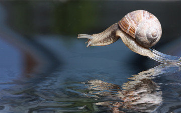 Картинка животные улитки