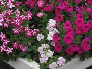 Картинка цветы петунии калибрахоа клумба три цвета