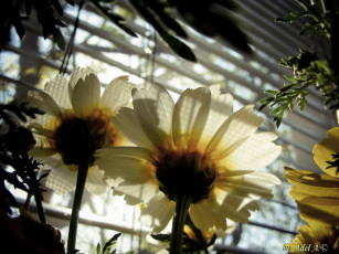 Картинка цветы ромашки настроение лето утро