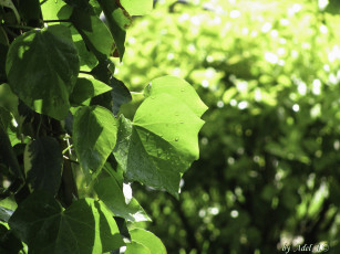 Картинка природа листья лето