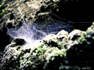 Картинка природа макро иные миры