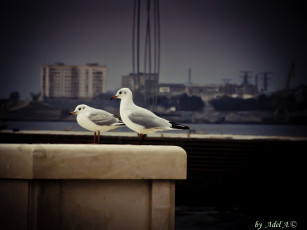 Картинка животные Чайки бакланы крачки чайки птицы