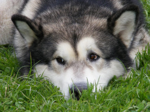 Картинка животные собаки хаски