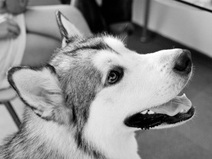Картинка животные собаки хаски