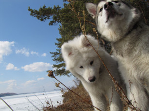 Картинка животные собаки хаски