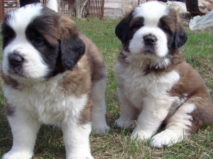 Картинка животные собаки щенки