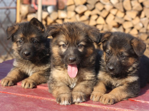 Картинка животные собаки щенок овчарка