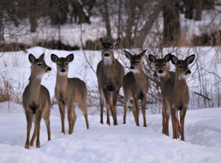 Картинка животные олени снег лес