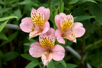 Картинка цветы альстромерия