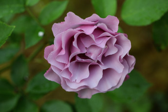 Картинка цветы розы