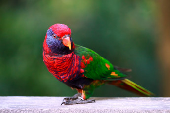 Картинка животные попугаи разноцветный яркий