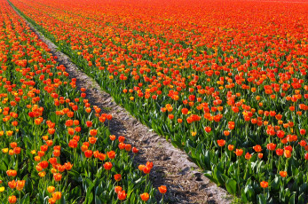 Картинка цветы тюльпаны много красный