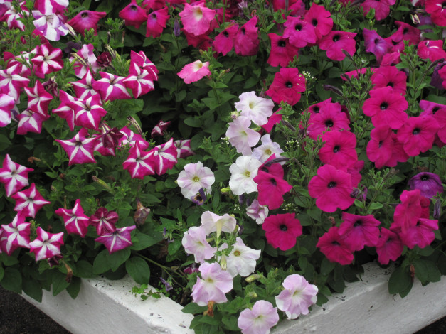Обои картинки фото цветы, петунии, калибрахоа, клумба, три, цвета