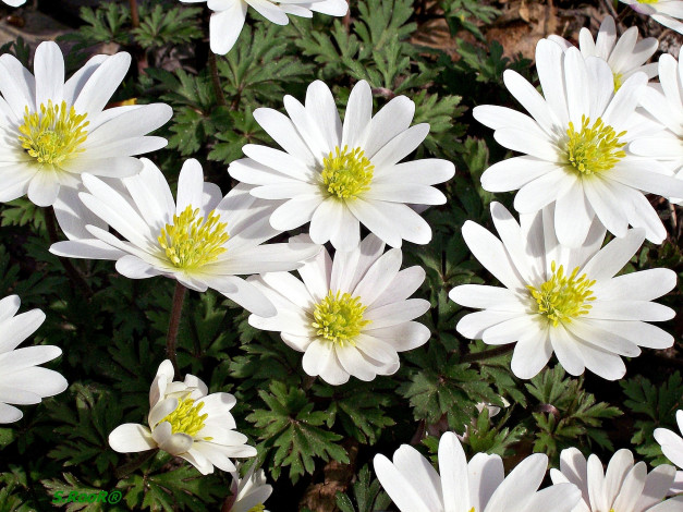 Обои картинки фото цветы, ветреницы, печёночницы, белый, много