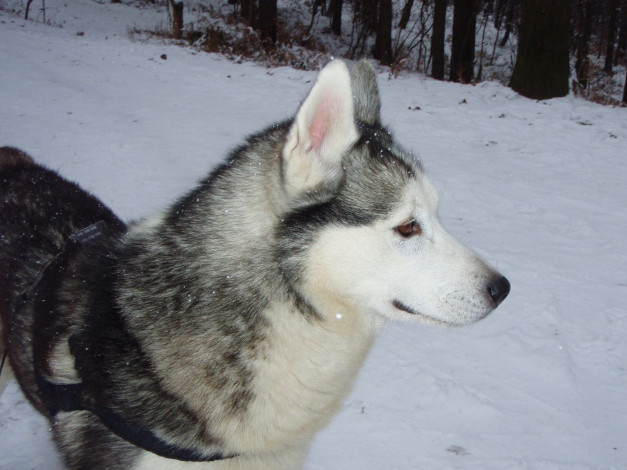 Обои картинки фото животные, собаки, хаски