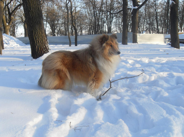 Обои картинки фото животные, собаки, колли